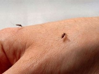 Immune System Lesson PowerPoint