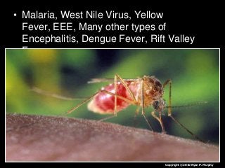 Immune System Lesson PowerPoint