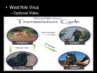 Immune System Lesson PowerPoint