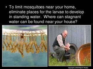 Immune System Lesson PowerPoint