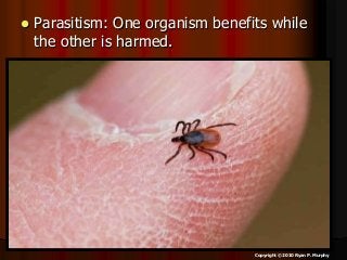 Immune System Lesson PowerPoint