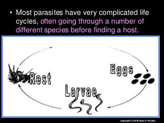 Immune System Lesson PowerPoint