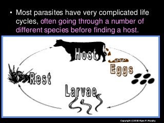 Immune System Lesson PowerPoint