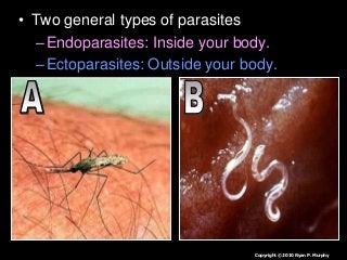 Immune System Lesson PowerPoint