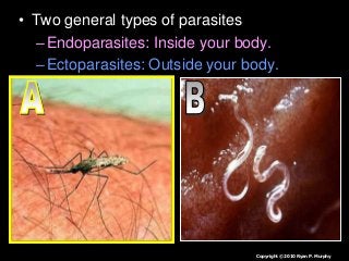 Immune System Lesson PowerPoint