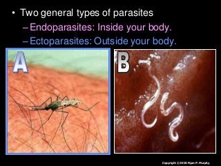 Immune System Lesson PowerPoint