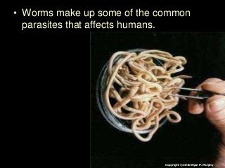 Immune System Lesson PowerPoint