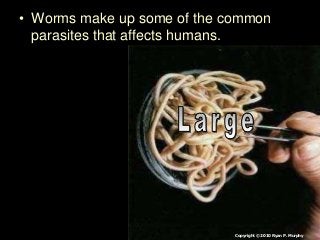 Immune System Lesson PowerPoint