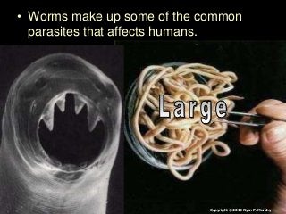 Immune System Lesson PowerPoint