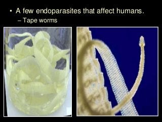 Immune System Lesson PowerPoint