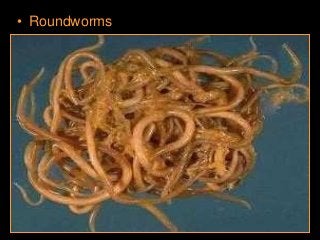 Immune System Lesson PowerPoint