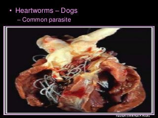 Immune System Lesson PowerPoint