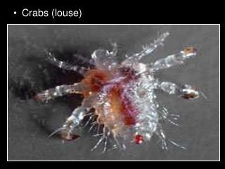 Immune System Lesson PowerPoint