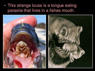 Immune System Lesson PowerPoint