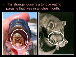 Immune System Lesson PowerPoint