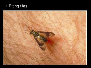 Immune System Lesson PowerPoint