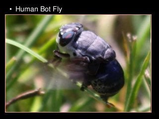 Immune System Lesson PowerPoint