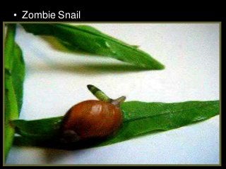 Immune System Lesson PowerPoint