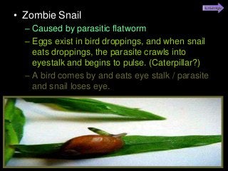 Immune System Lesson PowerPoint