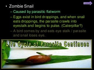 Immune System Lesson PowerPoint