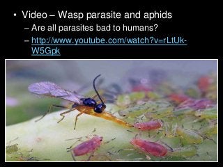 Immune System Lesson PowerPoint