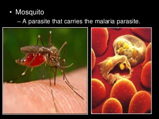 Immune System Lesson PowerPoint