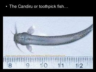 Immune System Lesson PowerPoint