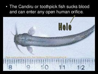 Immune System Lesson PowerPoint