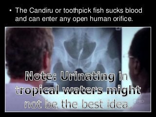 Immune System Lesson PowerPoint