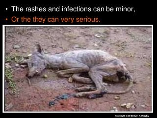 Immune System Lesson PowerPoint