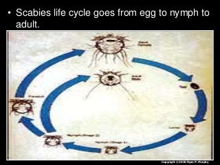 Immune System Lesson PowerPoint