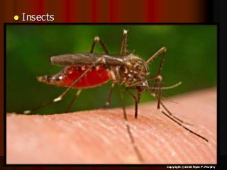 Immune System Lesson PowerPoint