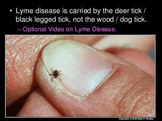 Immune System Lesson PowerPoint