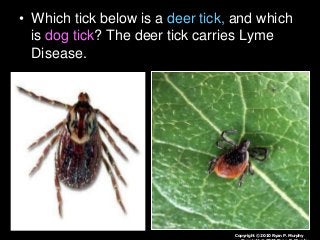 Immune System Lesson PowerPoint