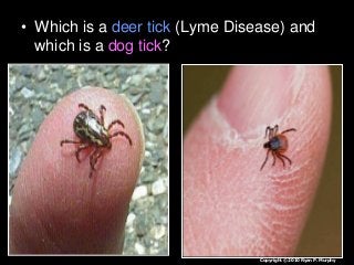 Immune System Lesson PowerPoint