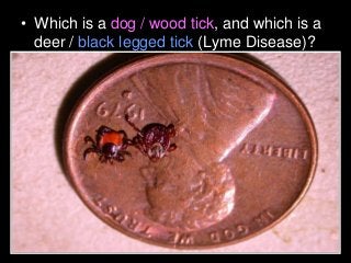 Immune System Lesson PowerPoint