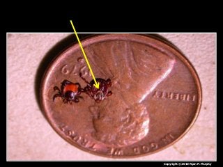 Immune System Lesson PowerPoint