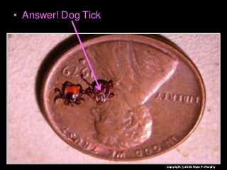 Immune System Lesson PowerPoint