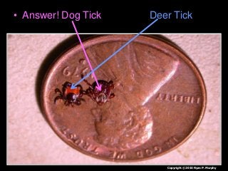 Immune System Lesson PowerPoint