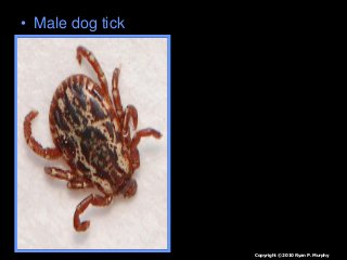 Immune System Lesson PowerPoint