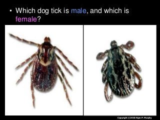 Immune System Lesson PowerPoint