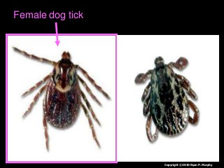 Immune System Lesson PowerPoint