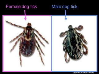 Immune System Lesson PowerPoint