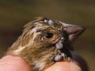 Immune System Lesson PowerPoint