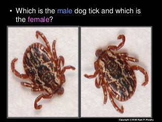 Immune System Lesson PowerPoint