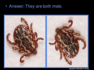 Immune System Lesson PowerPoint