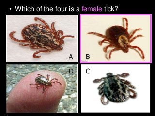 Immune System Lesson PowerPoint