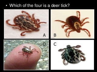 Immune System Lesson PowerPoint