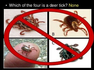 Immune System Lesson PowerPoint