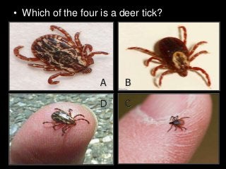 Immune System Lesson PowerPoint